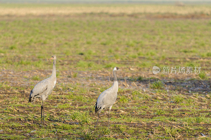 在迁徙季节的普通鹤(Grus Grus)